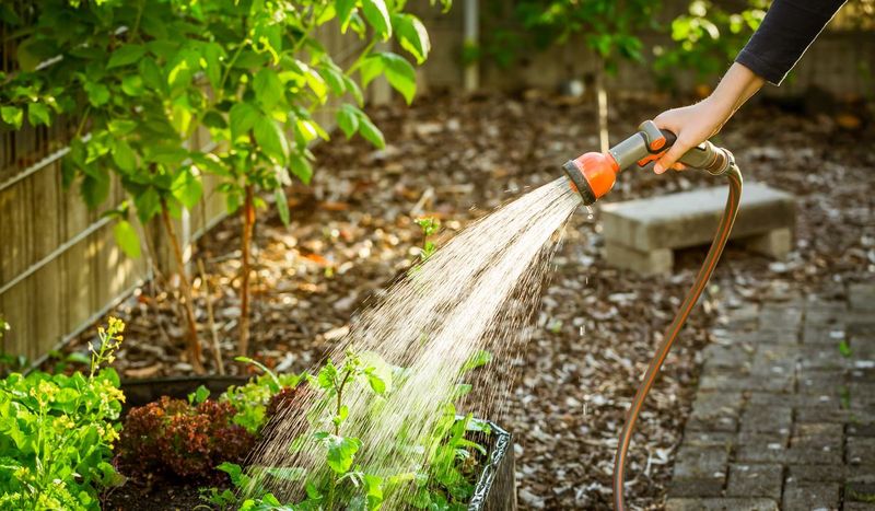 Early-Morning Watering Reduces Moisture Loss Early-Morning Watering Reduces Moisture Loss