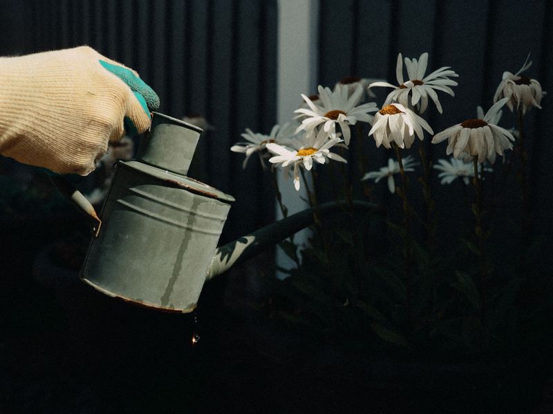 Early Morning Watering Works Best For Containers Early Morning Watering Works Best For Containers