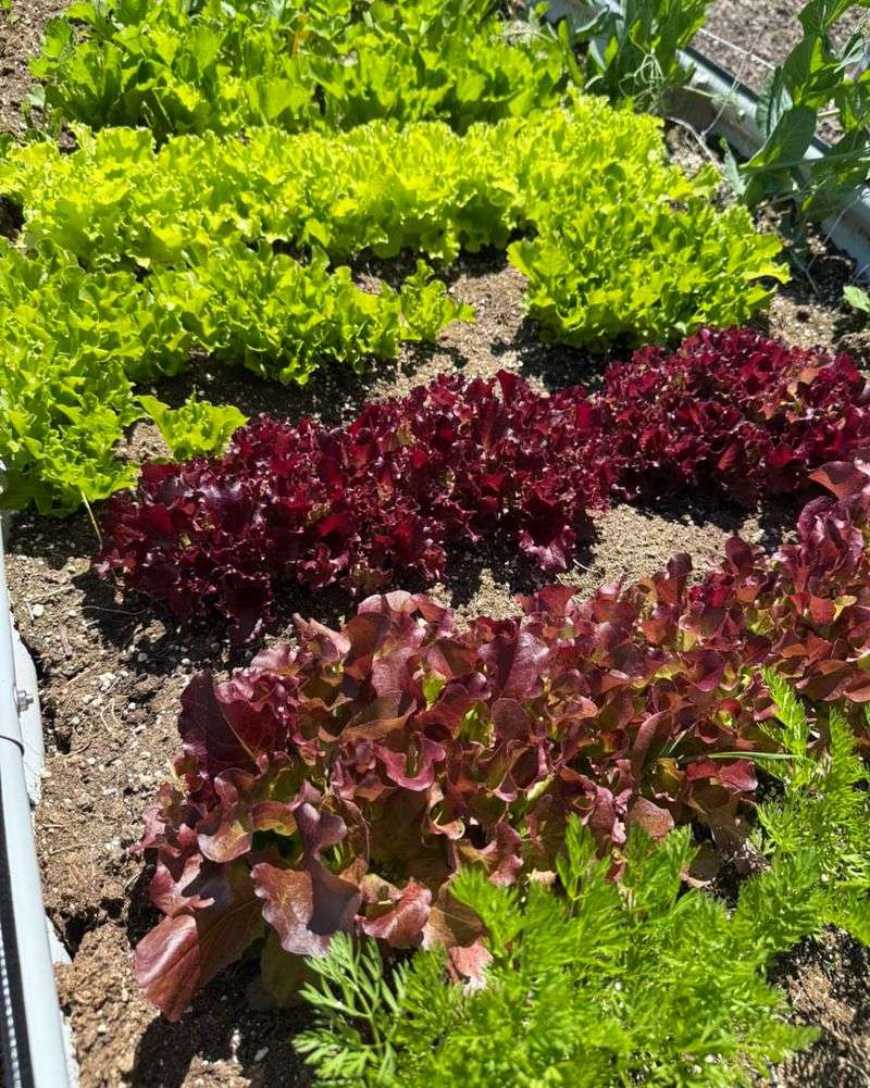 Early Planting Builds Strong Plants Before Shorter Days