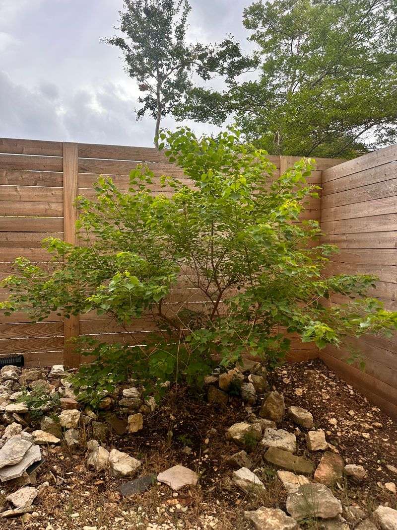 Early Removal Helps Prevent Future Spread