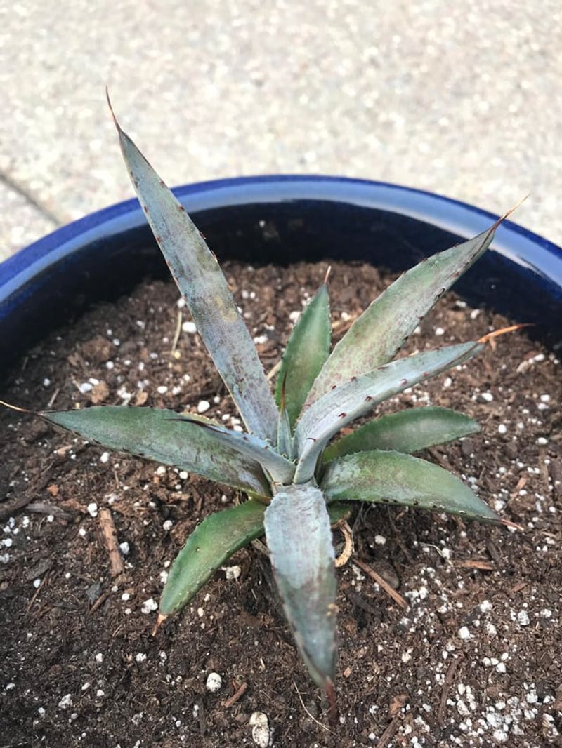 Early Root Rot Signs Are Easy To Miss Early Root Rot Signs Are Easy To Miss