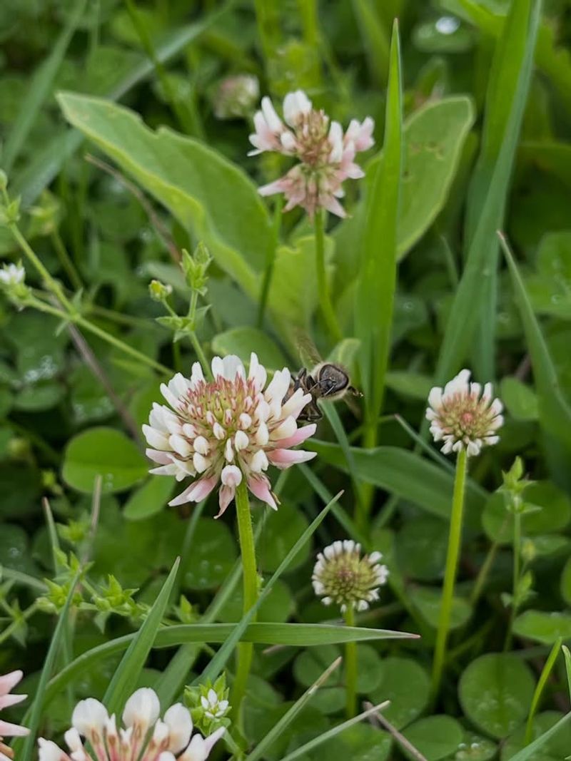 Early Spring Blooms Support Pollinators Early Spring Blooms Support Pollinators