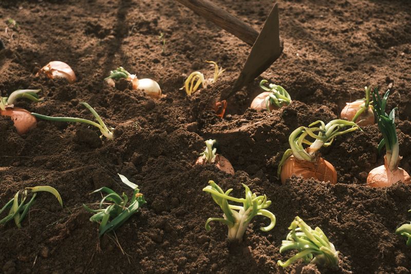 Early Spring Planting Sets Up A Late Summer Harvest Early Spring Planting Sets Up A Late Summer Harvest