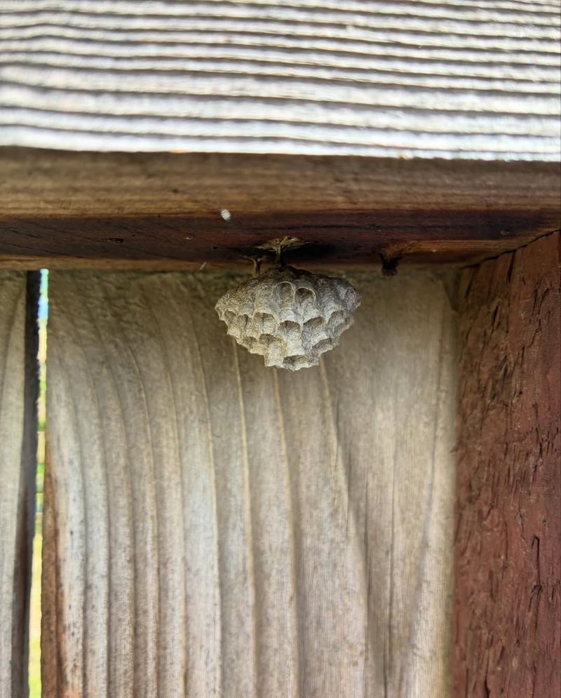 Early Summer Nests Start Small