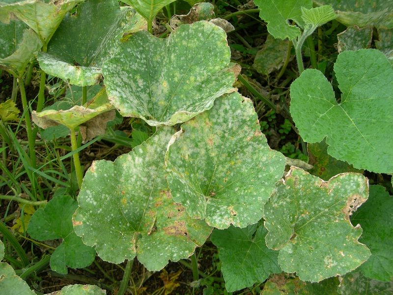 Early Symptoms Can Resemble Other Cucumber Problems Early Symptoms Can Resemble Other Cucumber Problems