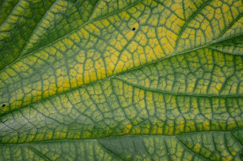 Early Warning Signs On Cucumber Leaves