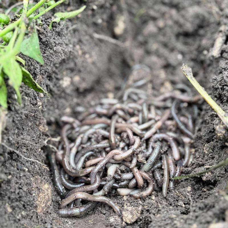 Earthworms And Other Soil Animals May Be The Target Earthworms And Other Soil Animals May Be The Target