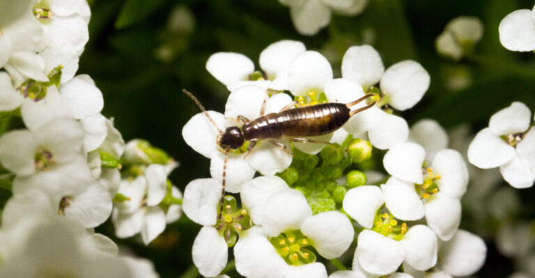 earwigs on flower