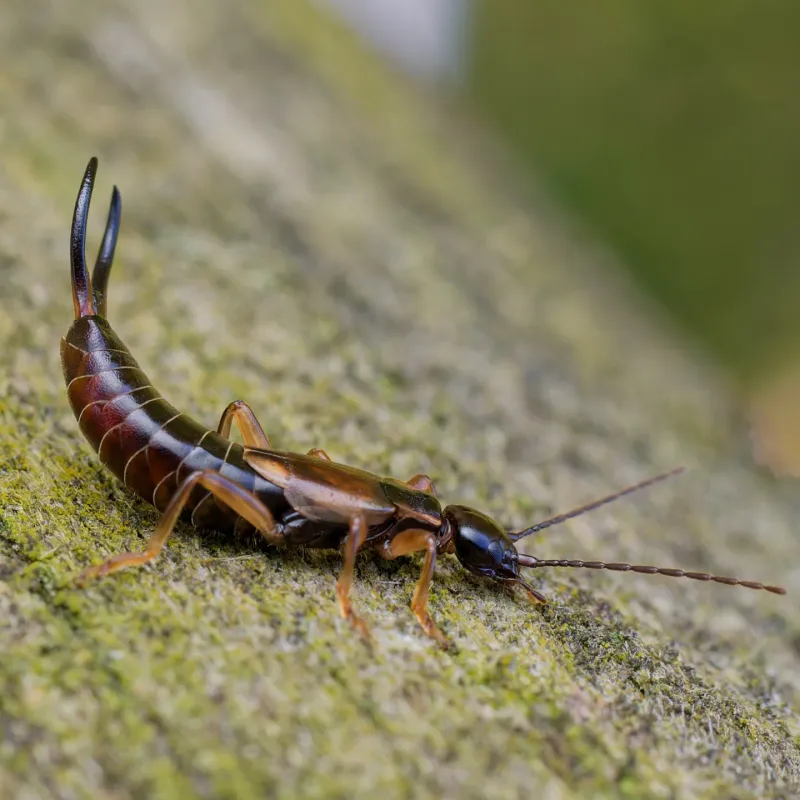 Earwigs