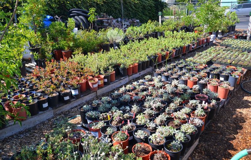 East Bay Wilds Is Oakland’s Hidden Native-Plant Treasure East Bay Wilds Is Oakland’s Hidden Native-Plant Treasure