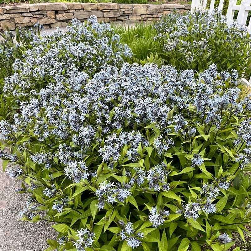 Eastern Bluestar Earns Its Keep In Three Seasons