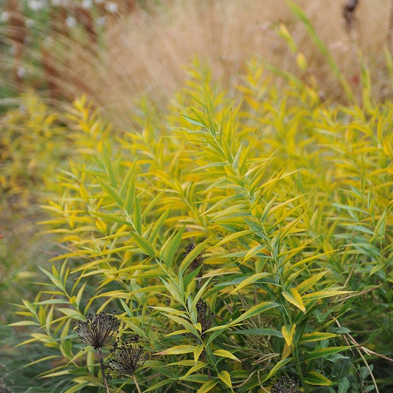 Eastern Bluestar Turns Gold In Autumn Eastern Bluestar Turns Gold In Autumn
