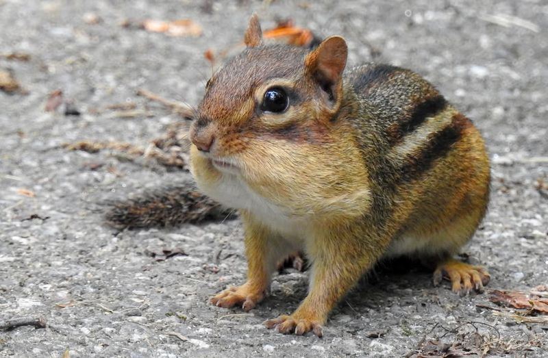 Eastern Chipmunks