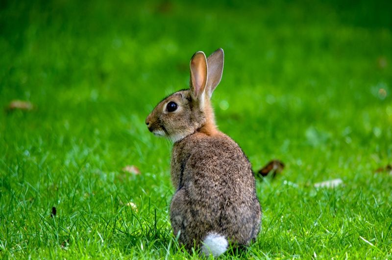 Eastern Cottontail Rabbits