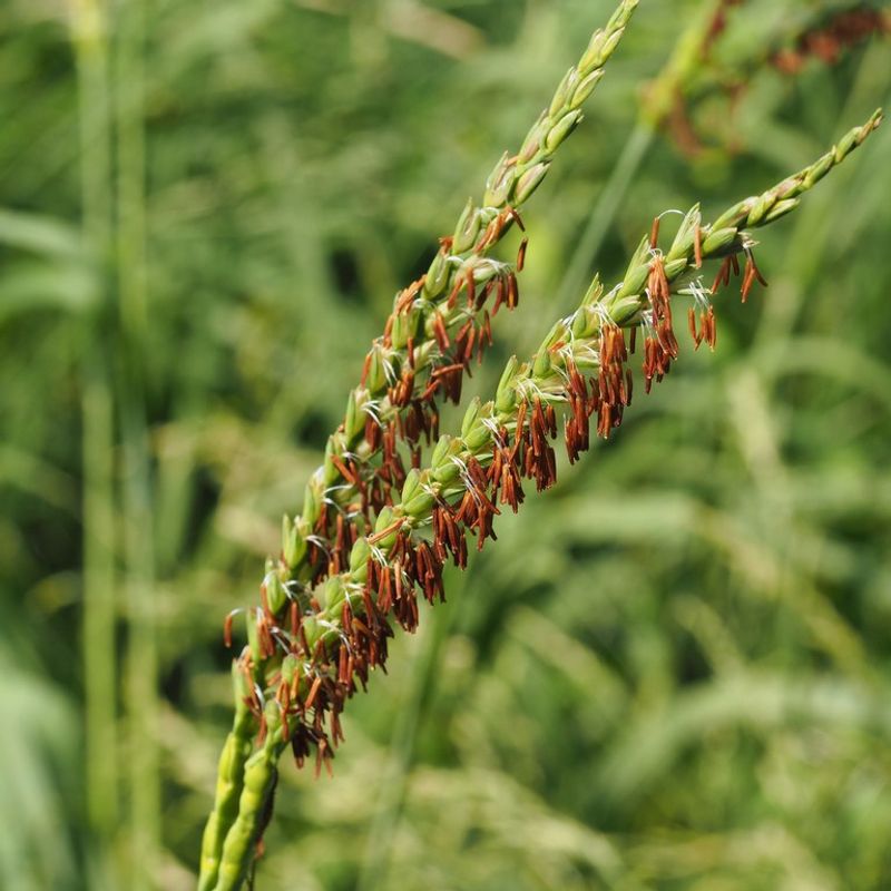 Eastern Gamagrass Grows Into A Tall Natural Screen Eastern Gamagrass Grows Into A Tall Natural Screen