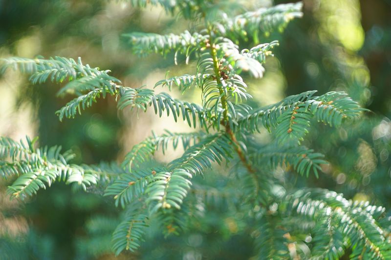 Eastern Hemlock Eastern Hemlock
