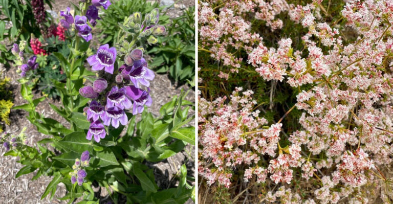 Eastern Oregon Gardeners Grow These Plants That Western Oregon’s Climate Simply Will Not Allow