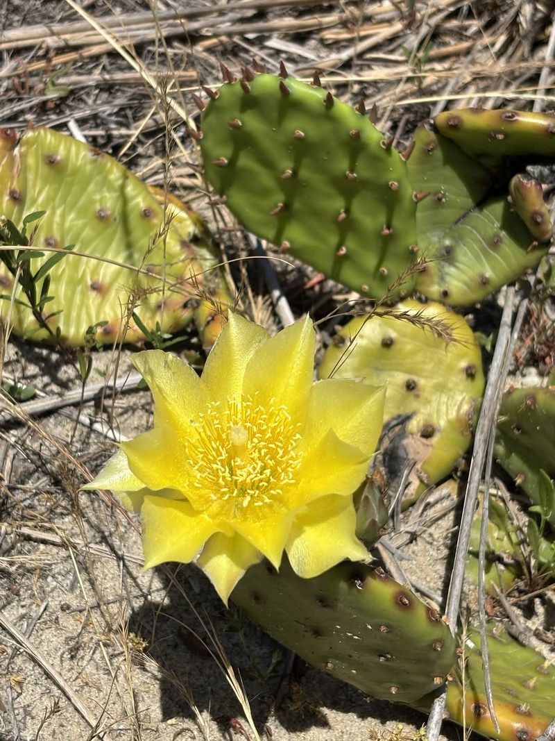 Eastern Prickly Pear Cactus Eastern Prickly Pear Cactus