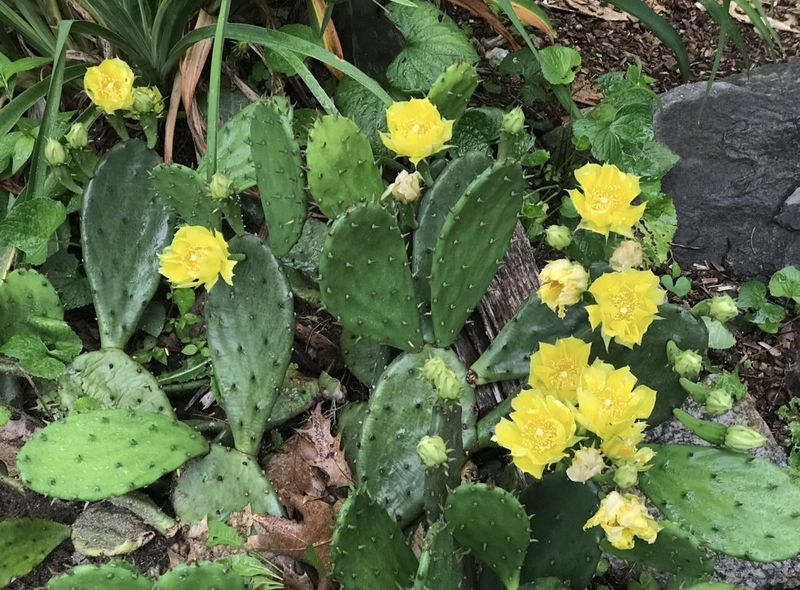 Eastern Prickly Pear Handles Hot, Sunny Sites