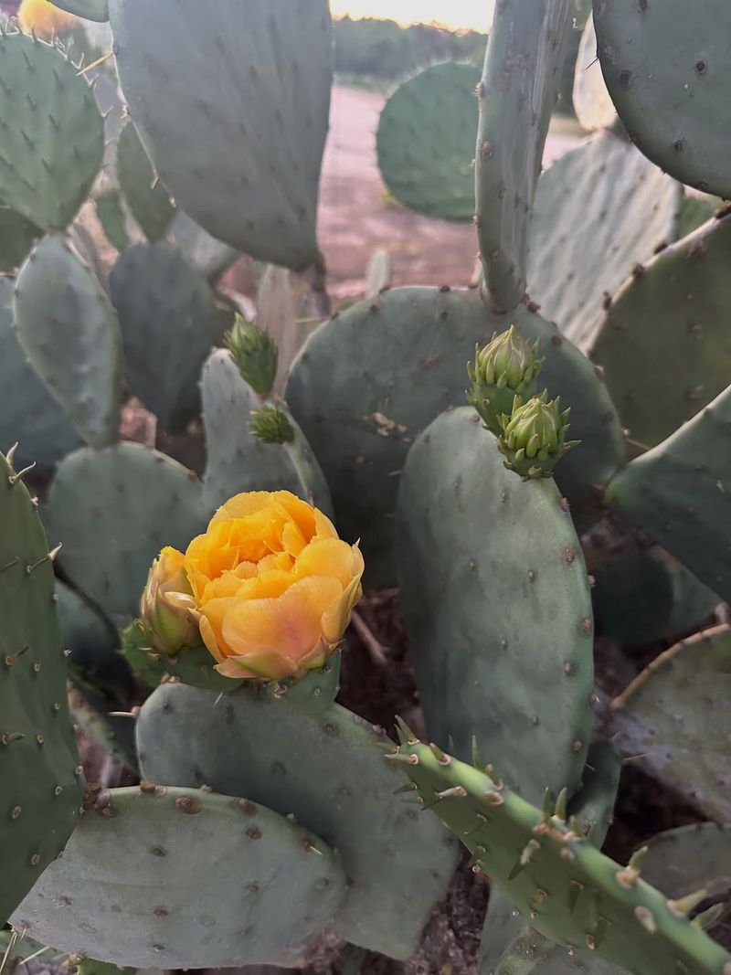 Eastern Prickly Pear Takes The Heat Eastern Prickly Pear Takes The Heat