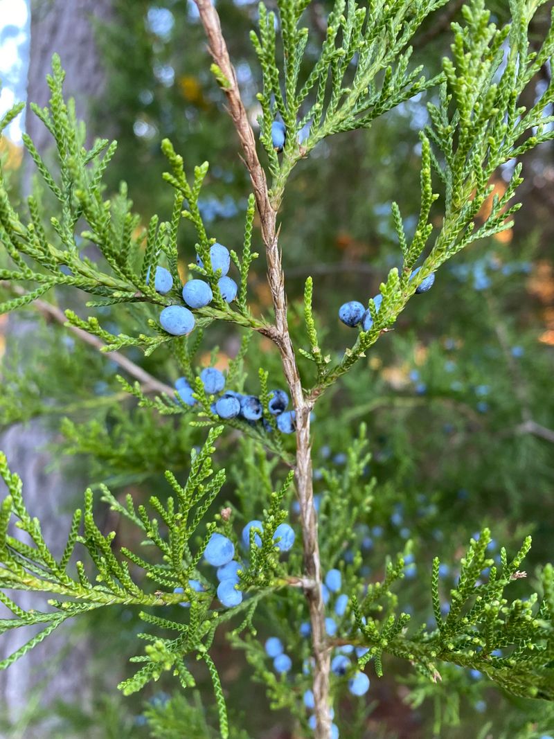 Eastern Red Cedar Eastern Red Cedar