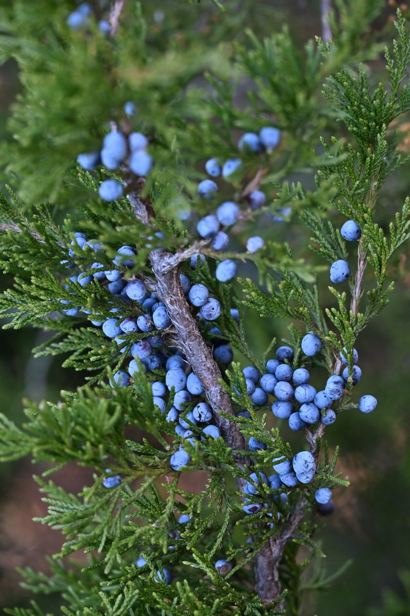 Eastern Red Cedar Eastern Red Cedar