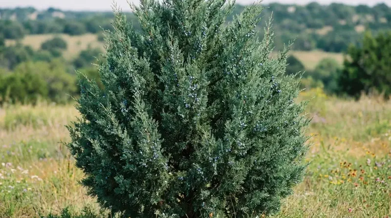 Eastern Red Cedar Is The Windbreak That Lasts