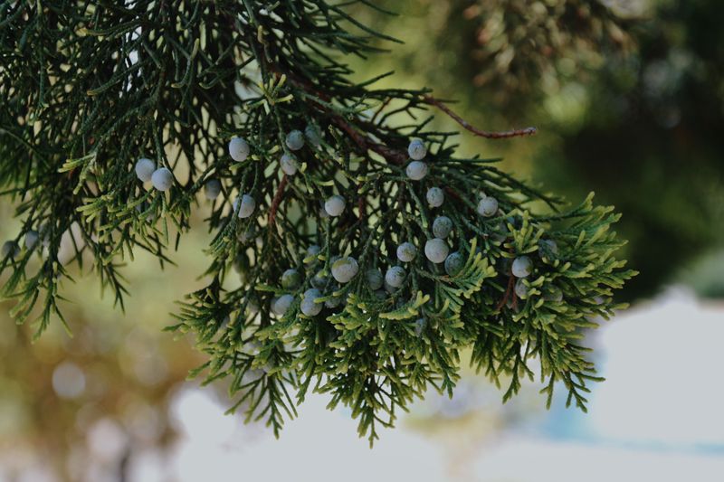 Eastern Red Cedar (Juniperus Virginiana) Eastern Red Cedar (Juniperus Virginiana)
