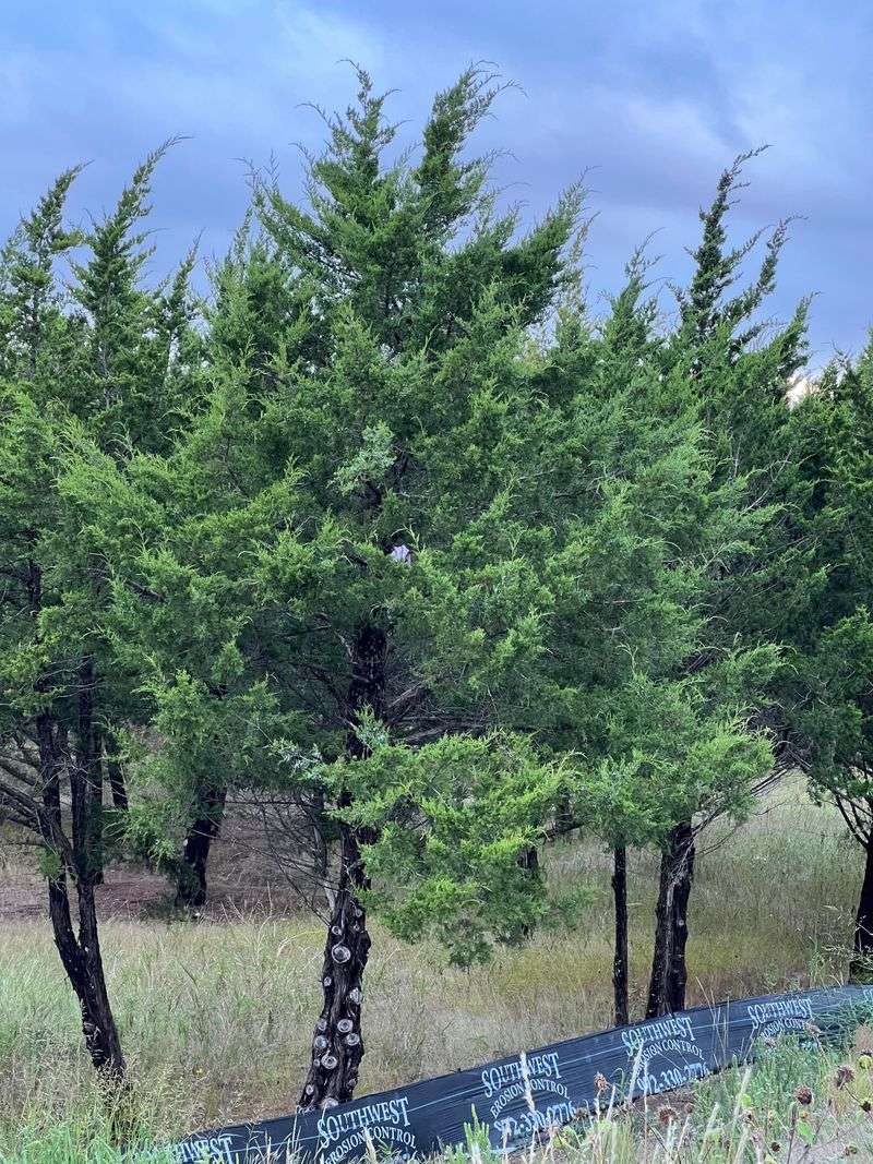 Eastern Red Cedar