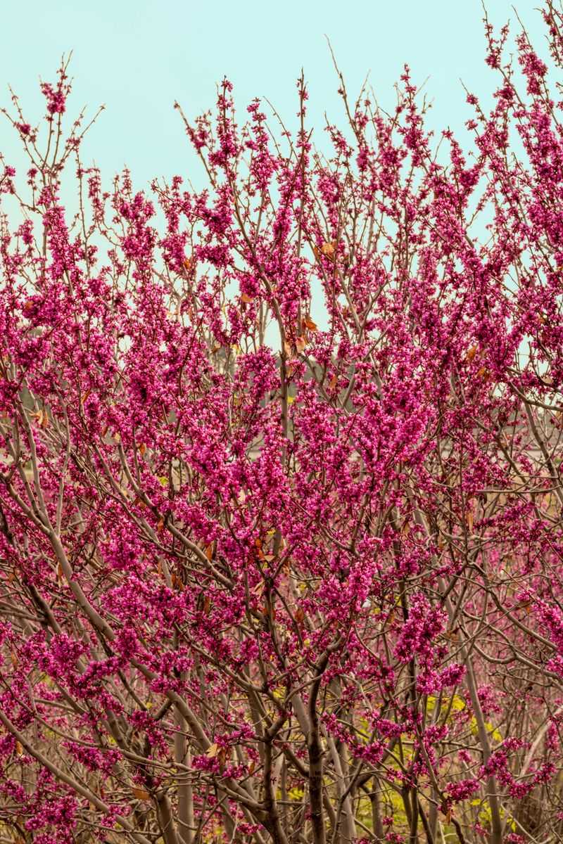 Eastern Redbud