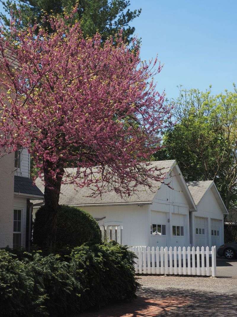 Eastern Redbud 
