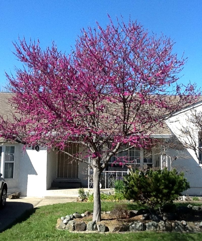 Eastern Redbud Blooms Right On The Bark Eastern Redbud Blooms Right On The Bark