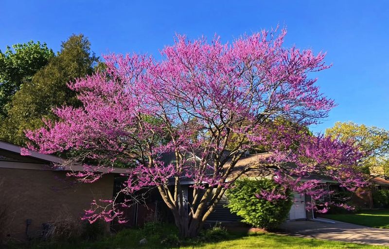 Eastern Redbud Brings Early Spring Color Eastern Redbud Brings Early Spring Color