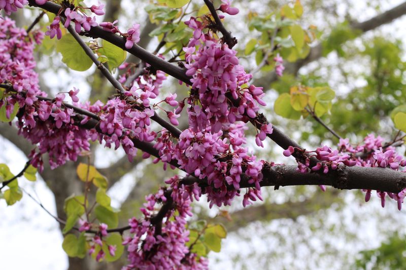 Eastern Redbud (Cercis Canadensis)