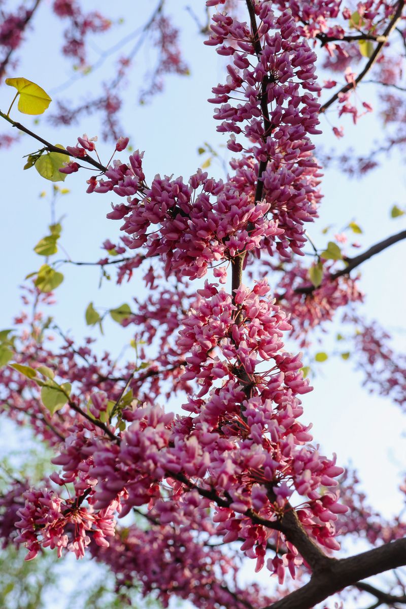 Eastern Redbud (Cercis Canadensis) Eastern Redbud (Cercis Canadensis)