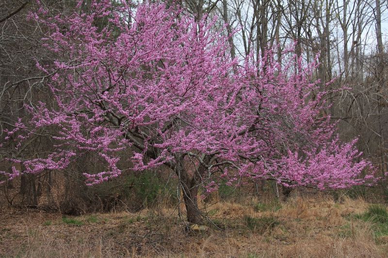 Eastern Redbud Handles The Late-Frost Gamble