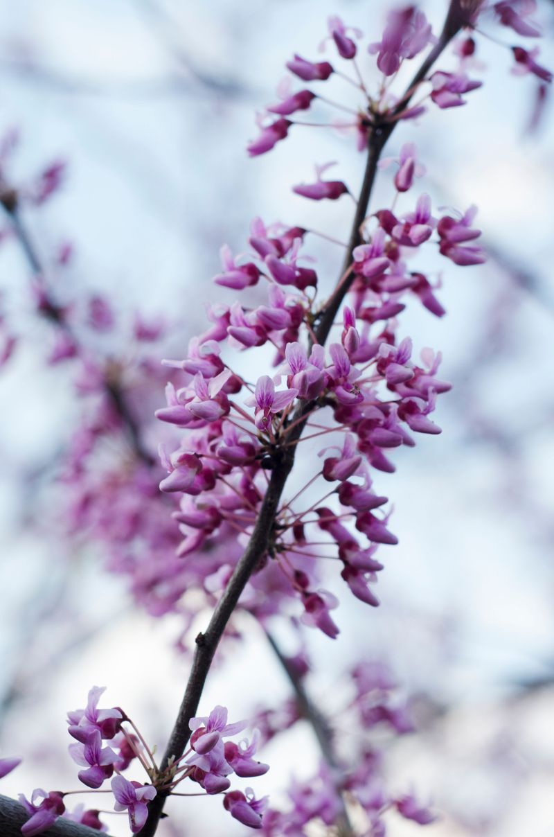 Eastern Redbud