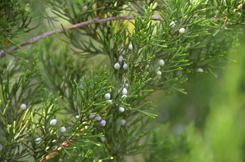 Eastern Redcedar (Juniperus Virginiana) Eastern Redcedar (Juniperus Virginiana)