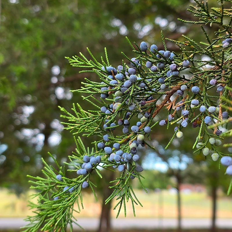 Eastern Redcedar Should Not Be Fed Mid-Summer Eastern Redcedar Should Not Be Fed Mid-Summer
