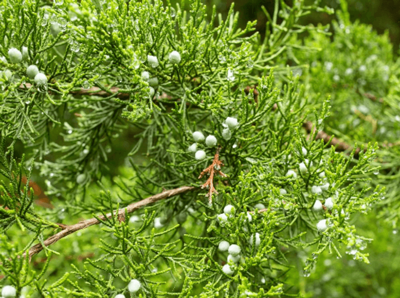 Eastern Redcedar