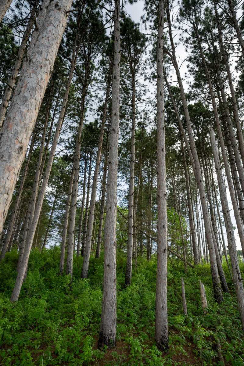 Eastern White Pine