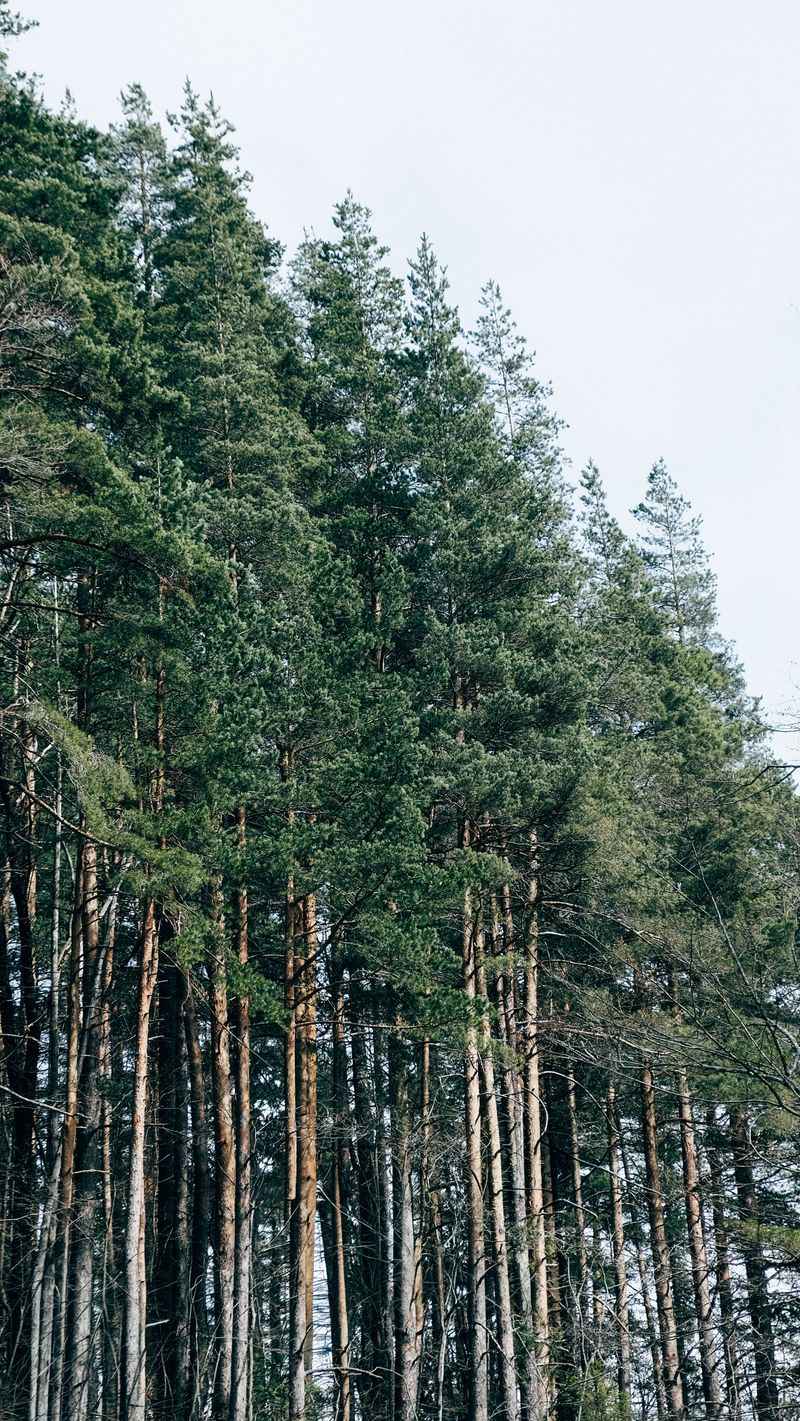 Eastern White Pine Eastern White Pine