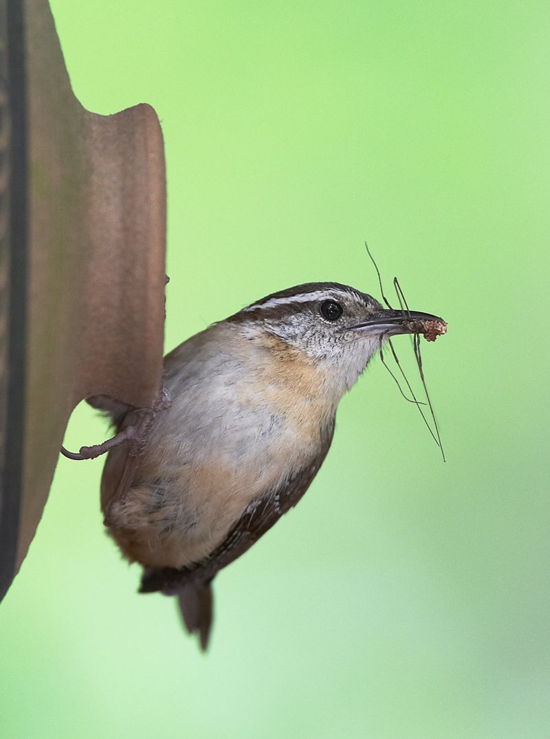 Easy Access To Nesting Materials Saves Time