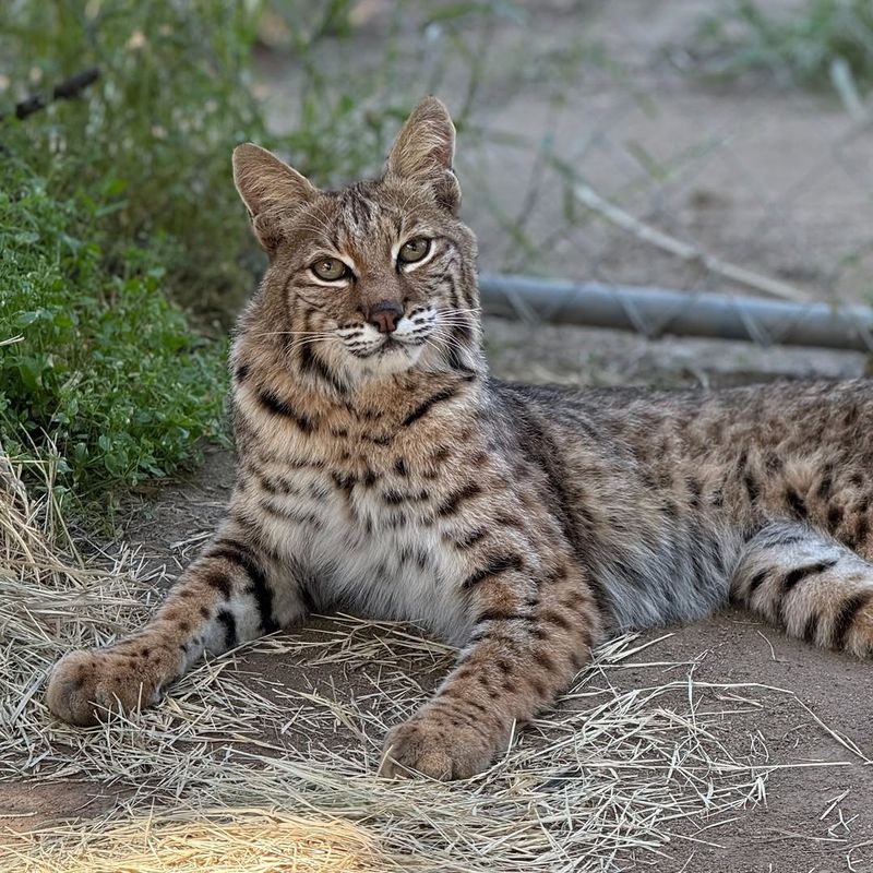 Easy Food Sources Attract Bobcats Easy Food Sources Attract Bobcats
