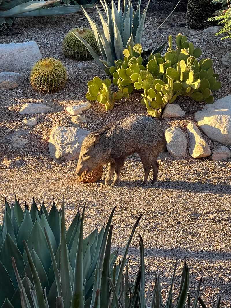Easy Food Sources Keep Javelina Coming Back Easy Food Sources Keep Javelina Coming Back