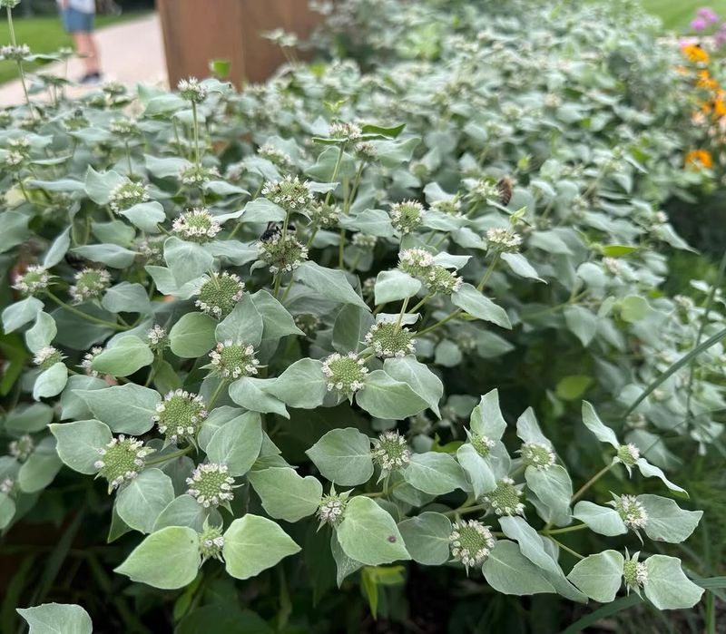 Easy To Grow Easy To Grow