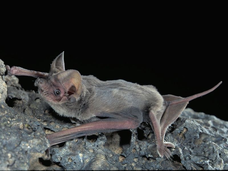 Echolocation Finds Flying Insects