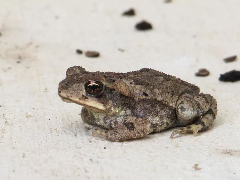 Ecological Signals Behind Their Presence