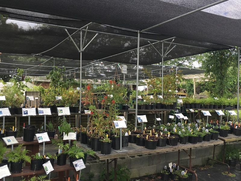 Edge Of The Woods Native Plant Nursery - Orefield