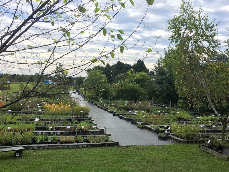 Edge Of The Woods Native Plant Nursery - Orefield Edge Of The Woods Native Plant Nursery - Orefield